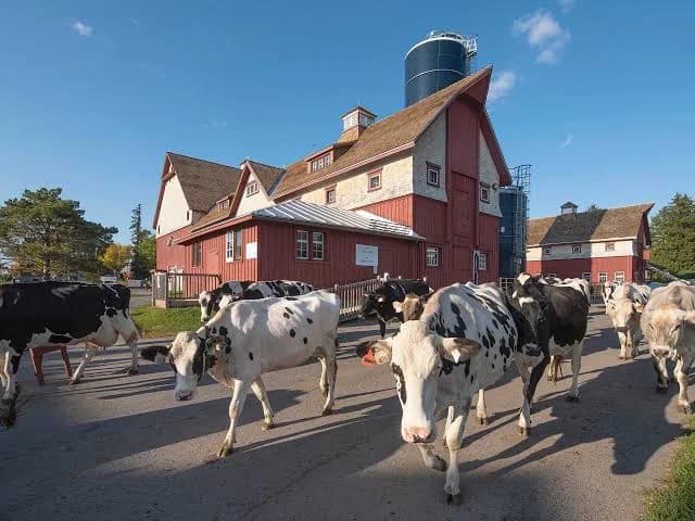 Why Dairy Barns Are Going Concrete (Ammonia + Moisture) 2 farm barn
